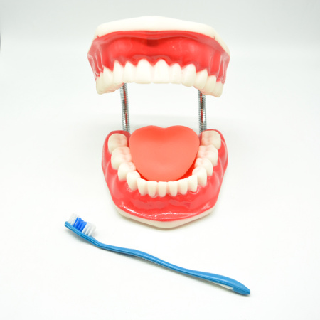 Модель «Гигиена зубов»